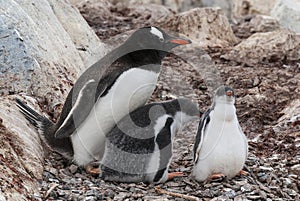 Gentoo Penguin on the beach,feeding his chick, Port Lockroy , Goudier Island,