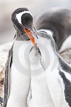 Gentoo Penguin on the beach,feeding his chick, Port Lockroy , Goudier Island,