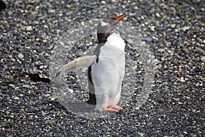 Gentoo penguin on the beach in the island in Beagle Channel, Arg