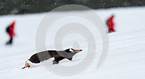 Gentoo penguin belly sliding up snowfield penguin highway on Danco Island, Antarctica, tourists in red coats in background