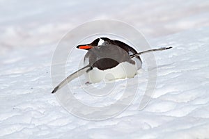 Gentoo penguin bobsleighing, Antarctica