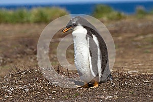 Gentoo Penguin chick