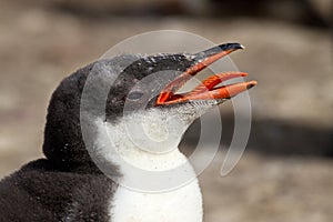 Gentoo Penguin chick