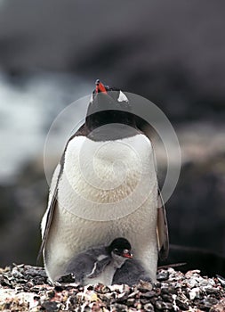 Gentoo penguin with chick