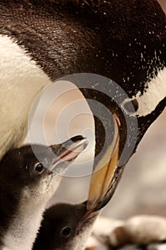 Gentoo penguin chick