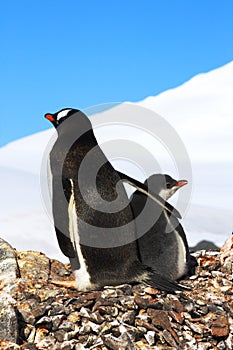 Gentoo Penguin with chick