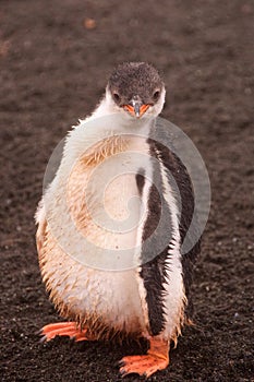 Gentoo penguin chick