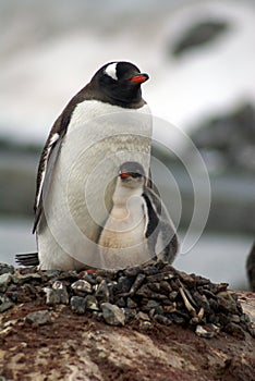 Gentoo penguin with a chick in Antarctica