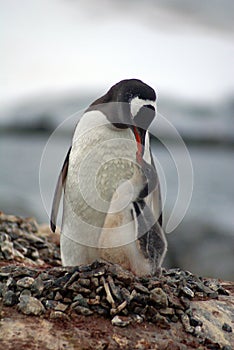 Gentoo penguin with a chick in Antarctica