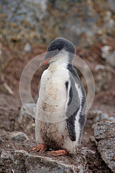 Gentoo penguin chick in Antarctica