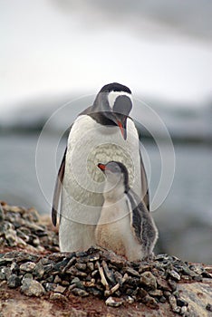 Gentoo penguin with a chick in Antarctica