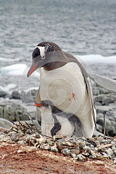 Gentoo penguin with a chick in Antarctica