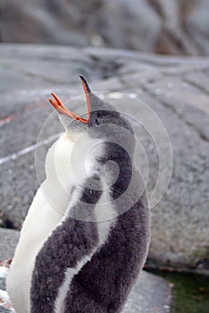 Gentoo penguin chick in Antarctica