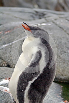 Gentoo penguin chick in Antarctica