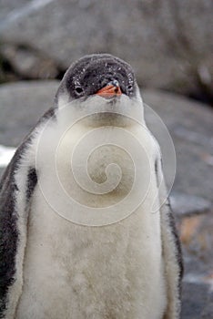 Gentoo penguin chick in Antarctica