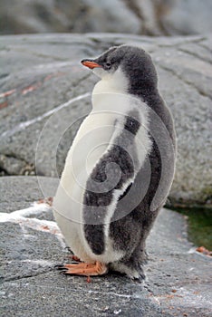 Gentoo penguin chick in Antarctica