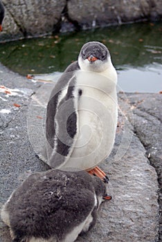 Gentoo penguin chick in Antarctica