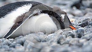 Gentoo penguin chick in Antarctica