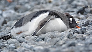 Gentoo penguin chick in Antarctica