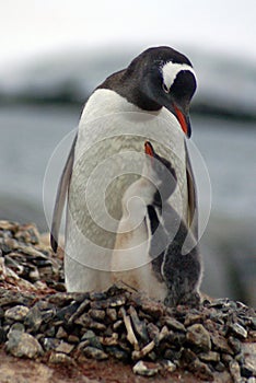 Gentoo penguin with a chick in Antarctica