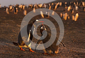 Gentoo penguin chick asking mother for food at sunset