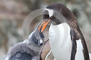 Gentoo penguin chick begging for food from that of an adult