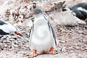 Gentoo penguin chick with big feet.