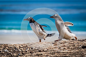 Gentoo penguin chick chasing another on beach