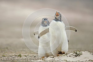 Gentoo penguin chick chasing its sibling on a sandy coast