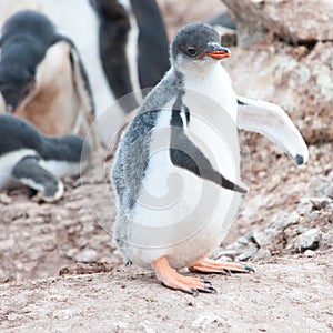 Gentoo penguin chick, cute penguin chick standing unsteady on wobbly feet.