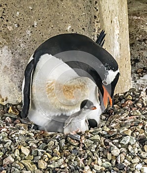 Gentoo Penguin Chick Damoy Point Antarctica