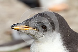 Gentoo Penguin chick