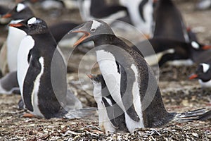 Gentoo Penguin with chick - Falkland Islands