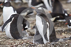 Gentoo Penguin with chick - Falkland Islands