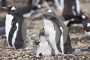 Gentoo Penguin with chick - Falkland Islands