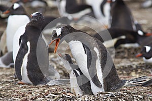 Gentoo Penguin with chick - Falkland Islands