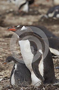 Gentoo Penguin with chick - Falkland Islands