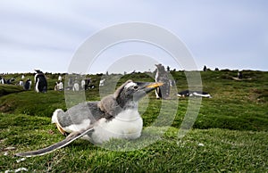 Gentoo penguin chick lying on grass