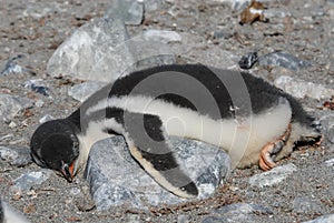 Gentoo Penguin chick lying on the rock