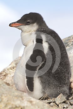 Gentoo penguin chick near the nest on a afternoon