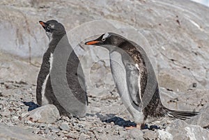 Gentoo Penguin with chick, Neko harbour