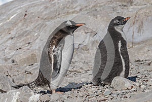Gentoo Penguin with chick, Neko harbour