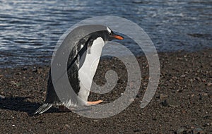 Gentoo Penguin with chick, Neko harbour,