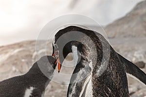 Gentoo Penguin with chick, Neko harbour,