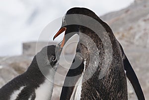 Gentoo Penguin with chick, Neko harbour,