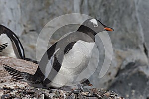 Gentoo Penguin with chick photo