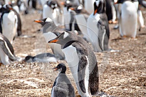 Gentoo Penguin and a Chick