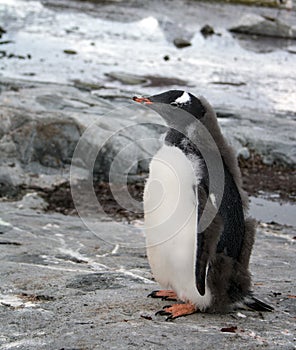 Gentoo penguin chick on Petermann Island, Antarctica