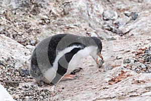 Gentoo Penguin chick