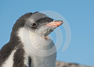 Gentoo penguin chick portrait.